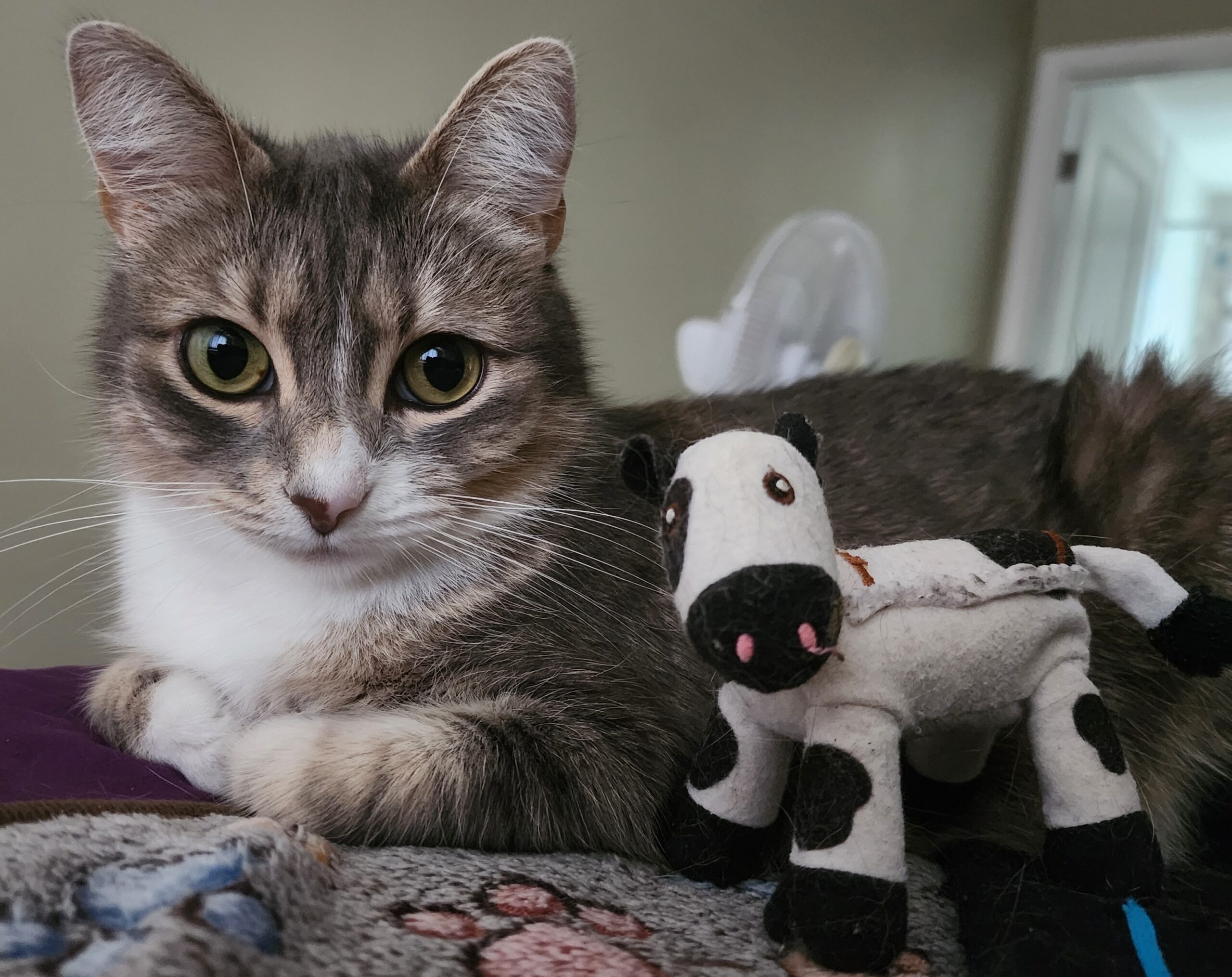 Frannie and Mr. Cow